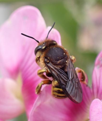 Anthidium manicatum